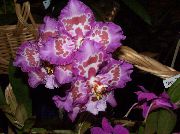 leylak Kaplan Orkide, Vadi Orkide Zambak Kapalı çiçek fotoğraf