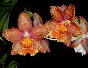 fotoğraf kırmızı Kapalı çiçek Kaplan Orkide, Vadi Orkide Zambak
