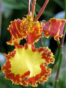 fotoğraf turuncu Kapalı çiçek Dans Bayan Orkide, Cedros Arı, Leopar Orkide