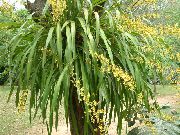 żółty Oncidium Kryte kwiaty zdjęcie