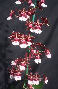 fotoğraf koyu kırmızı Kapalı çiçek Dans Bayan Orkide, Cedros Arı, Leopar Orkide