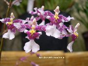 leylak Dans Bayan Orkide, Cedros Arı, Leopar Orkide Kapalı çiçek fotoğraf