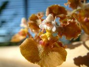 brązowy Oncidium Kryte kwiaty zdjęcie