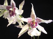 beyaz Dans Bayan Orkide, Cedros Arı, Leopar Orkide Kapalı çiçek fotoğraf