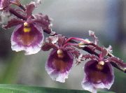 љубичаста Данцинг Лади Орхидеја, Цедрос Пчела, Леопарда Орхидеја Затворени цвеће фотографија