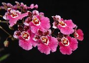 fotoğraf pembe Kapalı çiçek Dans Bayan Orkide, Cedros Arı, Leopar Orkide