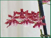czerwony Oncidium Kryte kwiaty zdjęcie