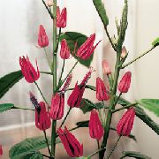 pembe Pavonia Kapalı çiçek fotoğraf