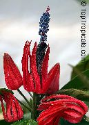 czerwony Pavonia (Triplohlamis) Kryte kwiaty zdjęcie