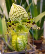 მწვანე Slipper Orchids შიდა ყვავილები ფოტო
