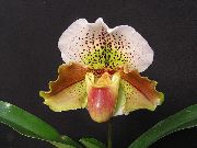hnedý Črievičník Orchidey Izbové kvety fotografie