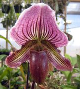 љубичаста Слиппер Орхидеје Затворени цвеће фотографија