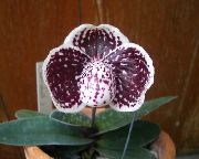 koyu kırmızı Terlik Orkide Kapalı çiçek fotoğraf