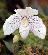 zdjęcie biały Kryte kwiaty Pafiopedilyum (Damski Pantofel)