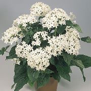 zdjęcie biały Kryte kwiaty Pentas