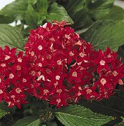 czerwony Pentas Kryte kwiaty zdjęcie