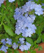 açık mavi Leadworts Kapalı çiçek fotoğraf