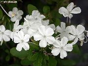    , ,  , Plumbago auriculata 'Alba'