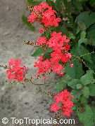    , ,  , Plumbago indica, Plumbago Rosea