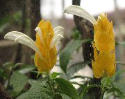 бео Жута Шкампи Биљка, Златни Шкампи Биљка, Лоллипоп Биљка Затворени цвеће фотографија