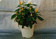 жълт Жълто Скариди Растение, Златна Скариди Растение, Близалка За Растителна Стайни цветя снимка