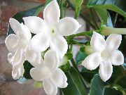tropik sarmaşık Gelin Buketi, Madagaskar Yasemini, Mum Çiçeği, Çelenk Çiçek, Floradora, Hawaii Düğün Çiçeği,  fotoğraf