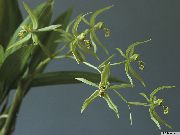 зелен Coelogyne Стайни цветя снимка