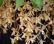 褐色 Coelogyne 盆花 照片