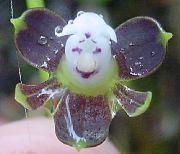 lila Gomblyukába Orchidea Beltéri virágok fénykép
