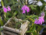 fénykép halványlila Beltéri virágok Gomblyukába Orchidea