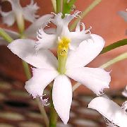 zdjęcie biały Kryte kwiaty Epidendrum