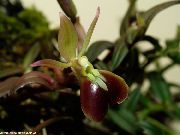 barna Gomblyukába Orchidea Beltéri virágok fénykép