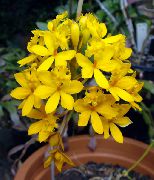 fénykép sárga Beltéri virágok Gomblyukába Orchidea