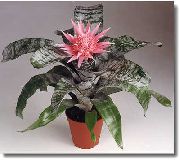 pembe Gümüş Vazo, Semaver Bitki, Bromeliads Kraliçesi Kapalı çiçek fotoğraf