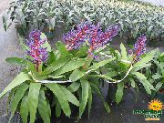 purpurs Sudraba Vāze, Urna Augu, Karaliene No Bromeliads Iekštelpu ziedi foto