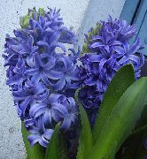 açık mavi Sümbül Kapalı çiçek fotoğraf