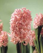 pembe Sümbül Kapalı çiçek fotoğraf