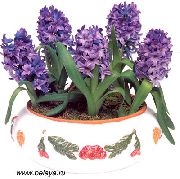 purpurne Hüatsint Sise lilled foto