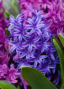 bleu Jacinthe Fleurs d'intérieur photo