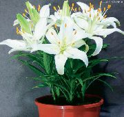 biały Lilia Kryte kwiaty zdjęcie