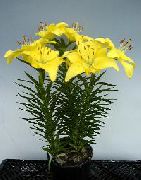 żółty Lilia Kryte kwiaty zdjęcie