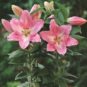 pembe Lilyum Kapalı çiçek fotoğraf