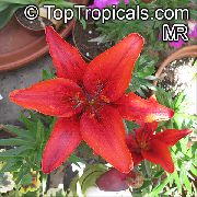 kırmızı Lilyum Kapalı çiçek fotoğraf