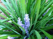 açık mavi Alacalı Zambak Çim Kapalı çiçek fotoğraf