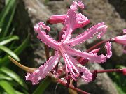 pembe Guernsey Zambak Kapalı çiçek fotoğraf