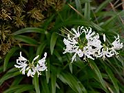beyaz Guernsey Zambak Kapalı çiçek fotoğraf