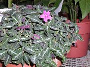 pink Monkey Plant, Red ruellia Indoor flowers photo