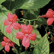 červená Opice Rostlina, Červený Ruellia Pokojové květiny fotografie