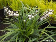 beyaz Ophiopogon Kapalı çiçek fotoğraf