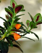 zdjęcie pomarańczowy Kryte kwiaty Gipotsirta